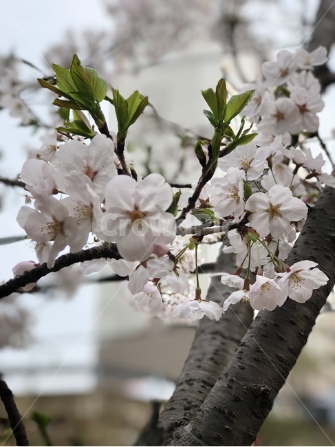 plant,식물,flower,꽃,spring,자연,벚꽃,식물,자연,plants,nature,꽃,flower