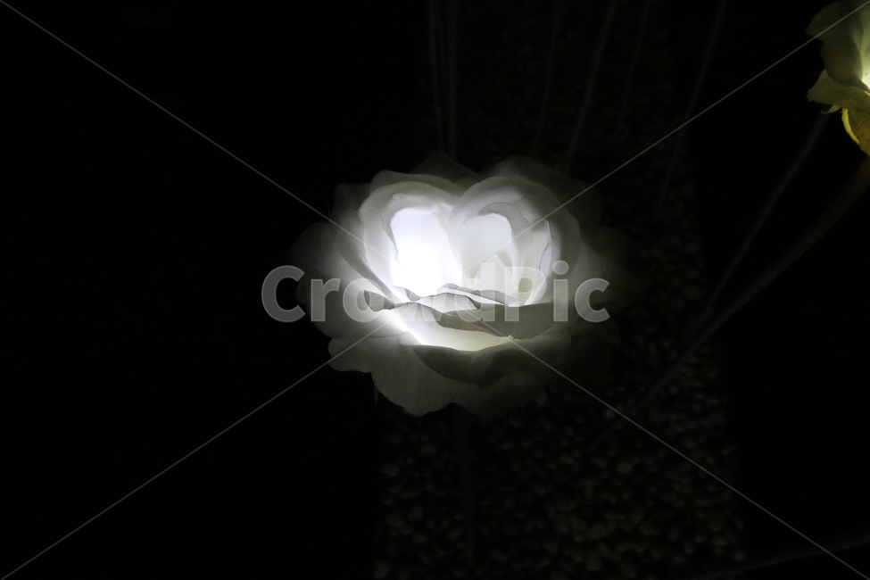 조화,led꽃,ledflower,하얀꽃,하얀조화,하얀led꽃,꽃,식물,장미,blossom