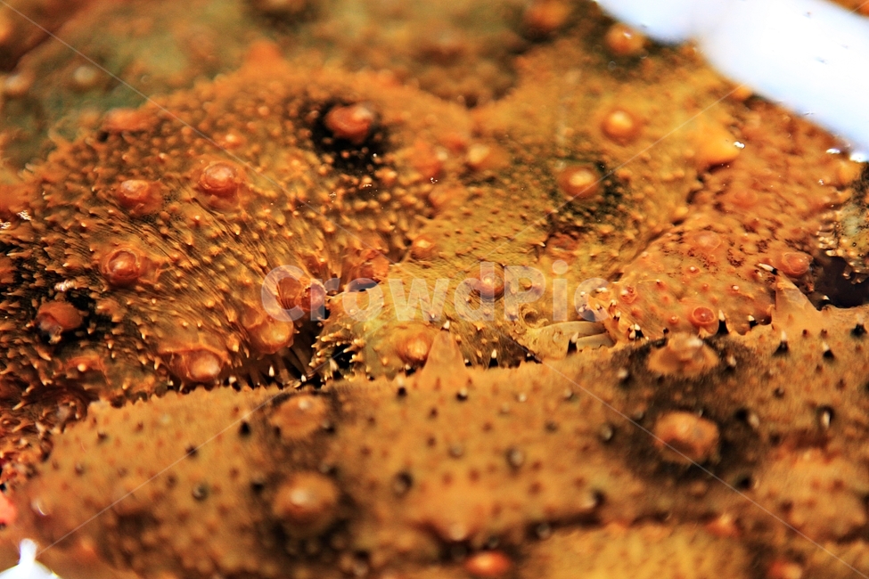 해삼,극피동물,회감,식재료,음식,수산물,해산물,fishery products,seafood