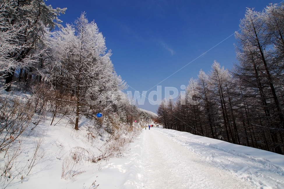 함백산,만항재,설경,풍경,겨울,겨울,계절,winter,season,자연,풍경,nature,landscape,outdoors,옥외,fir,전나무,plant,식물,tree,나무