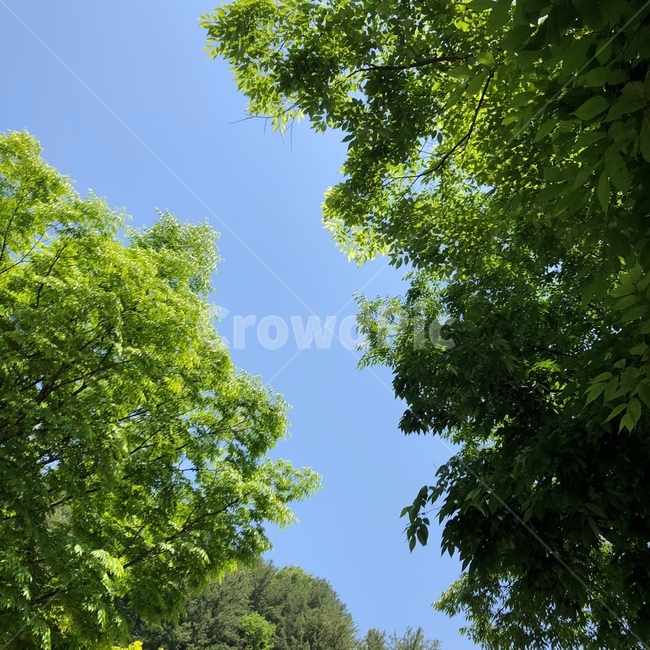 나무,하늘,맑음,날씨,초록색,초록,파란색,하늘색