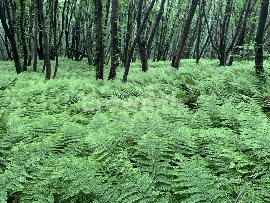 자연,초록색,산,숲,풀,나무,숲속
