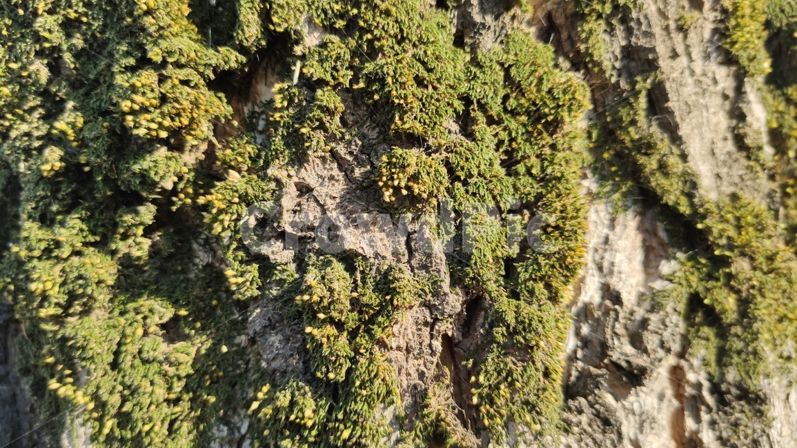moss,이끼,식,나무껍질,나무질감,식물,나무,plant,tree,bark,woodtexture,식물,자연,plants,nature,나무,trees,wood,텍스처,질감,패턴,texture,pattern