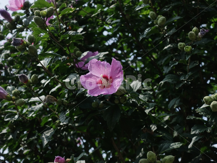 무궁화,식물,감성,꽃,분홍색,plant,식물,자연,plants,nature,꽃,flower