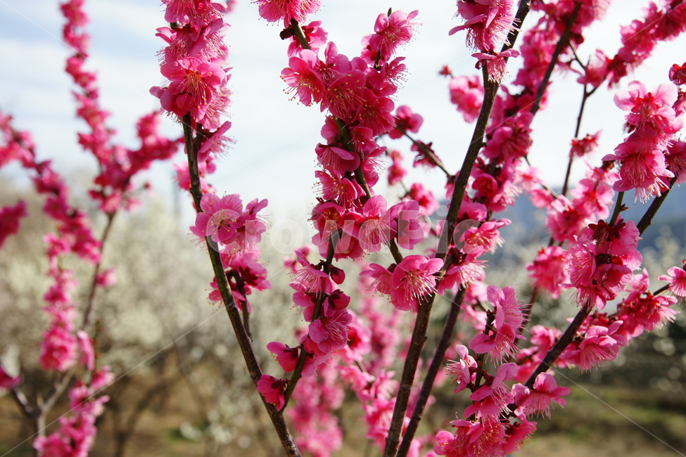 매화,홍매화,순매원,양산원동,피러팡,봄,계절,spring,season,식물,자연,plants,nature,꽃,flower,plant