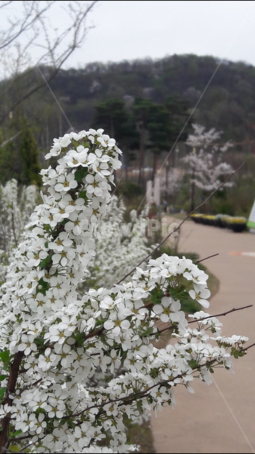 조팝나무,푸른수목원,봄,헛수고,하찮은일,봄,계절,spring,season,식물,자연,plants,nature,꽃,flower,plant,blossom