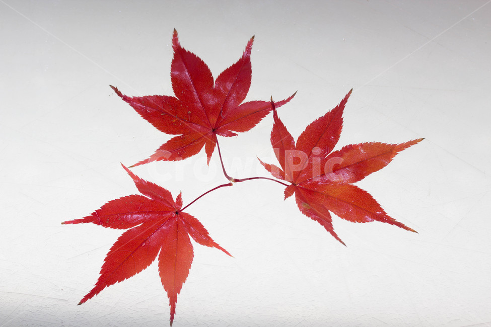 주황색,계절별,계절,노화,갈색,시즌,배경,가을,낙엽,maple,단풍,잎,plant,leaf,식물,tree,가을,계절,fall,autumn,season