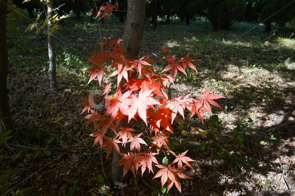 단풍나무,leaf,plant,식물,tree,나무,maple,단풍,가을,계절,fall,autumn,season,식물,자연,plants,nature,나무,trees,wood