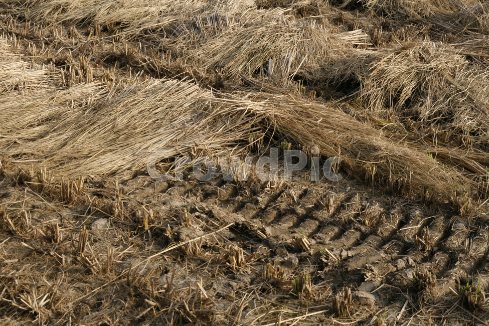 가을,벼농사,추수,수확,논,가을,계절,fall,autumn,season,시골,마을,풍경,landscape,country,rural,town,산업,industry,industrial,농업,농사,agriculture,farming,farming industry,plant,식물