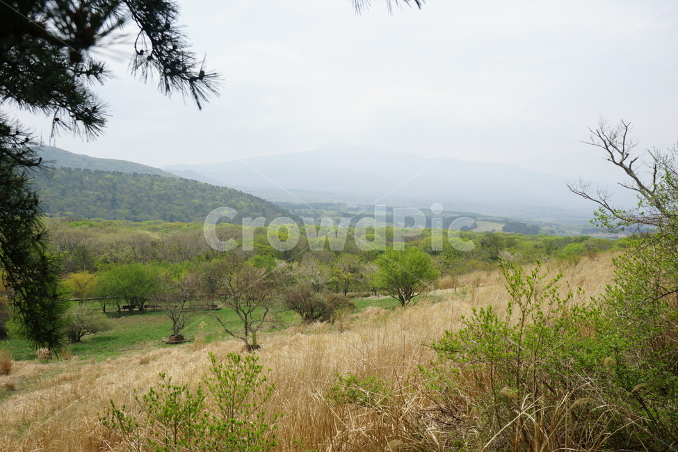 nature,자연,outdoors,옥외,grassland,목초지,field,들,제주,jeju