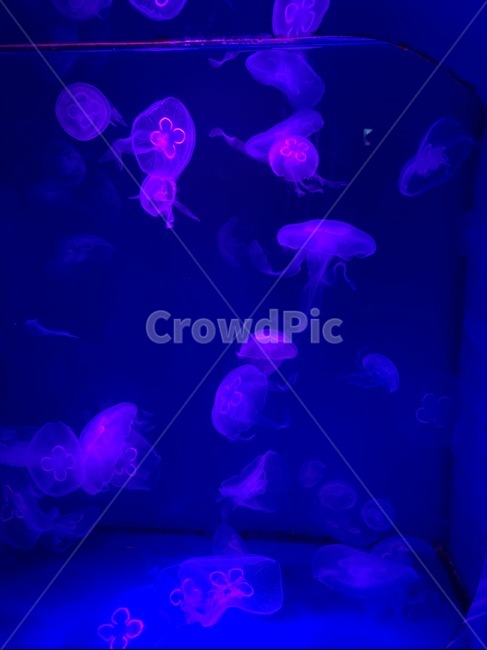 해파리,jellyfish,촉수,강장동물,자포동물,젤리피시,아쿠아리움,수족관,aquarium,물,water