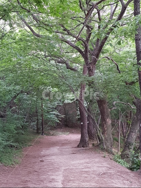 오솔길,숲길,고요한길,초록나무길,한적한길