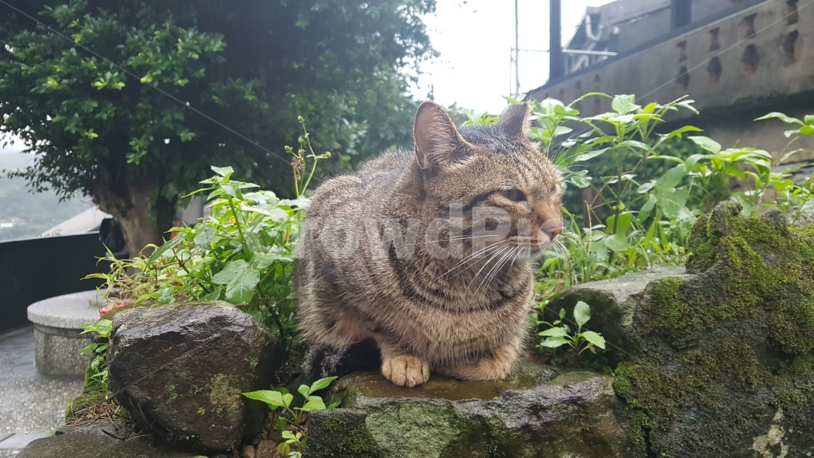고양이,길거리,야옹이,동물,사람없음,동물,animal,포유류,mammal,고양이,cat,kitten,kitty