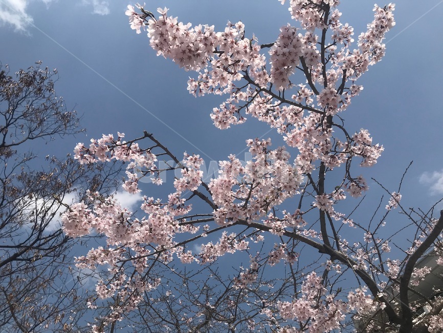 벚꽃,봄,분홍,벚꽃나무,나무,가지,봄,계절,spring,season,식물,자연,plants,nature,꽃,flower,plant,blossom,cherry blossom