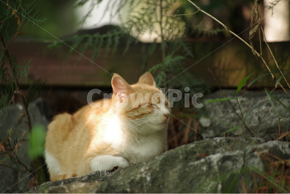 고양이,길냥이,동물,스냅,길거리,냥이,cat,animal,photography,photo,줄무늬,태비,배경사진,코숏,코리안숏헤어,동물,animal,포유류,mammal,고양이,cat,kitten,kitty