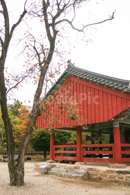 가을,고창,선운사,감나무,감,절,산사,한국전통,한국문화,korean traditional,korean culture,가을,계절,fall,autumn,season,building,건물,rural,농촌,nature,자연,outdoors,옥외