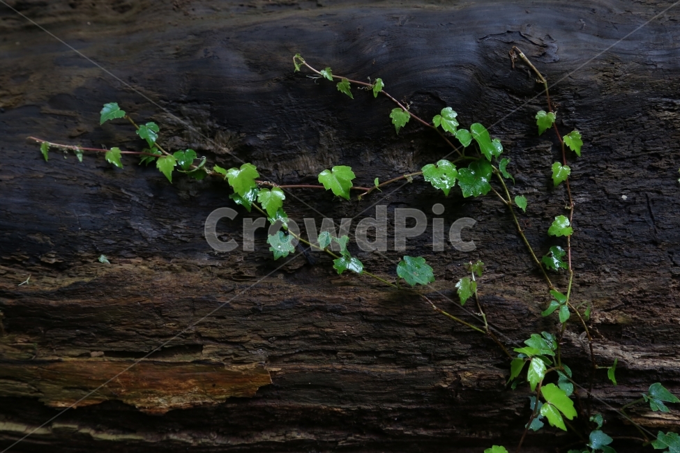 자연,잎,초록,제주도,비자림,푸름,식물,자연,plants,nature