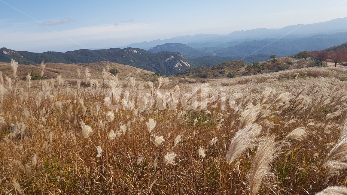 잔디,갈대,자연,풍경,억새,가을,분위기,하늘,느낌,grass,산,구름,가을,계절,fall,autumn,season,자연,풍경,nature,landscape,plant,식물,lawn,reed