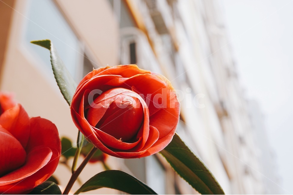 장미,봄,꽃,장미꽃,아웃포커스,봄,계절,spring,season,식물,자연,plants,nature,꽃,flower,색깔,색상,색채,색감,color sense,color sensitivity,feeling of color,plant,rose,blossom