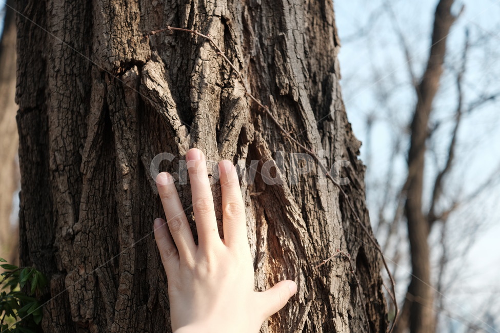 plant,나무,tree,나무줄기,나무껍질,손가락,손등