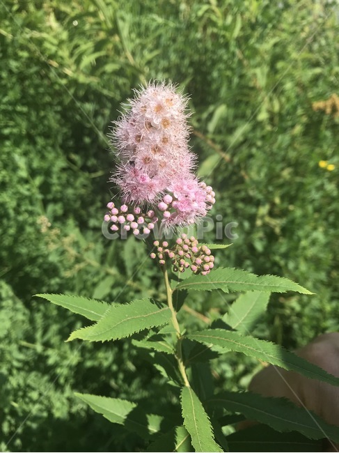 꽃,자연,식물,여름,flower,분홍꽃,식물,자연,plants,nature,꽃,flower