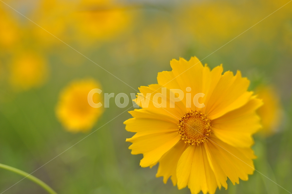 꽃,노랑,봄,감성,자연,식물,자연,plants,nature,꽃,flower