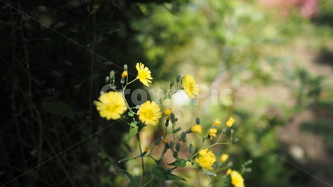 야생화,꽃,아웃포커스,노란꽃,노란색,wildflower