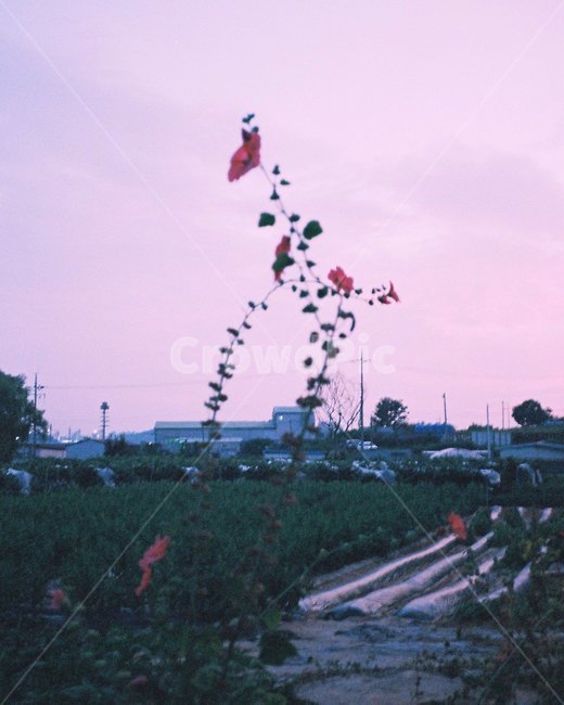 꽃,필름,풍경,노을,감성사진,필름카메라,자연,film,filmcamera,nature,landscape,colorful,pinksky,sky,sunset,flower,시골,마을,풍경,landscape,country,rural,town,식물,자연,plants,nature,꽃,flower,감성,sensible,feeling,색깔,색상,색채,색감,color sense,color sensitivity,feeling of color