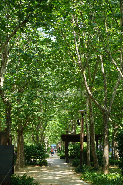 가로수길,나무,그늘,초록,자연,자연,풍경,nature,landscape,garden,정원,outdoors,옥외,arbour,정자