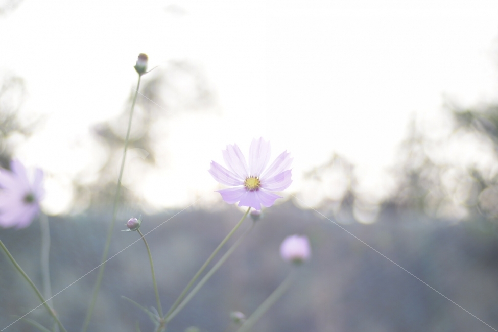 가을,꽃,풍경,flowers,코스모스,가을,계절,fall,autumn,season,휴식,힐링,rest,relaxation,healing,식물,자연,plants,nature,꽃,flower,감성,sensible,feeling,plant,blossom,daisy,데이지,daisies