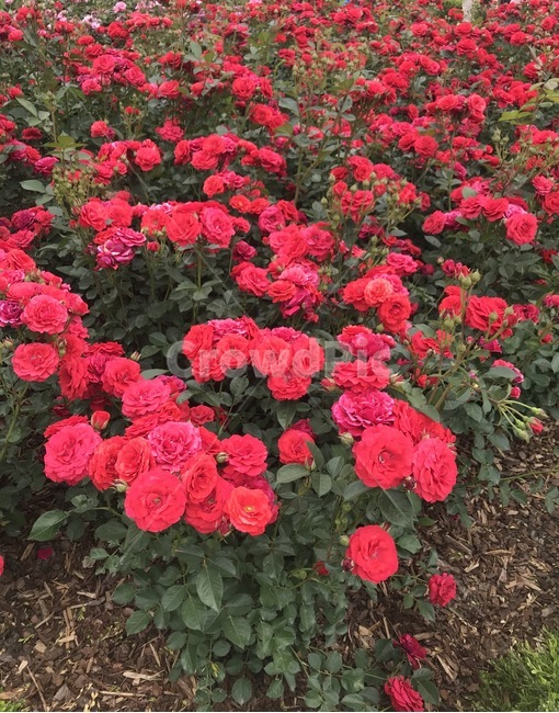 rose,빨간장미,장미꽃밭,장미,장미꽃축제