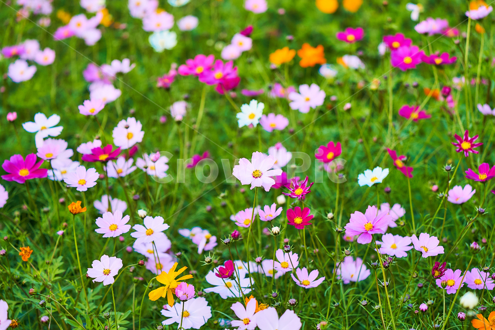 여름,꽃,들꽃,식물,자연,하늘공원,코스모스,식물,자연,plants,nature,꽃,flower