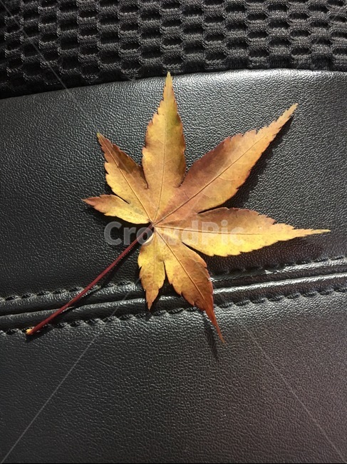 plant,식물,leaf,잎,tree,나무,가을,계절,fall,autumn,season
