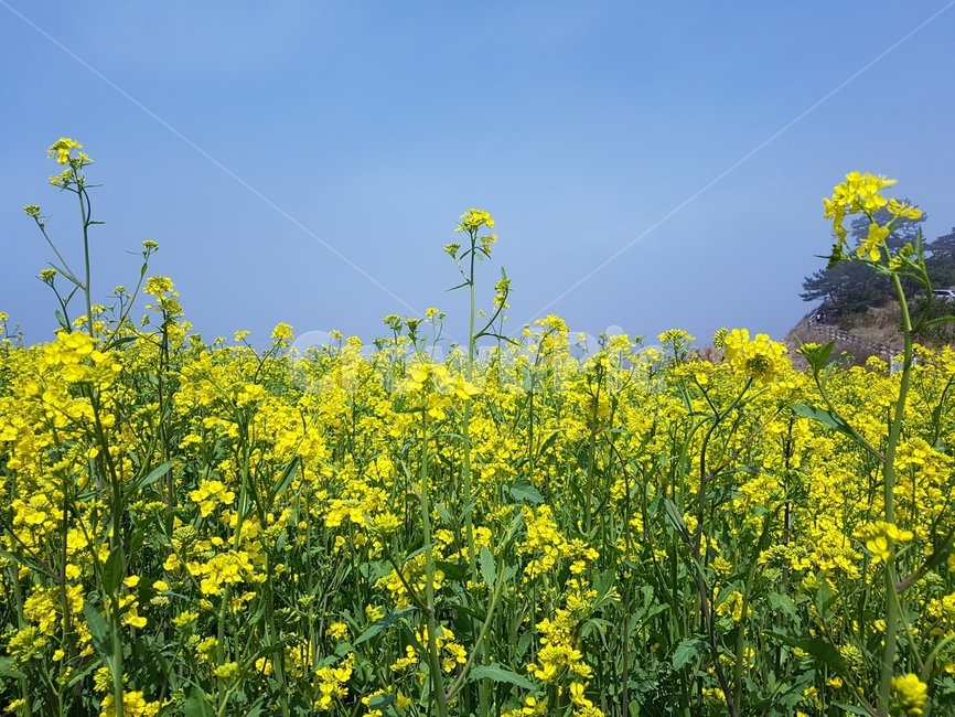유채꽃,노란꽃,꽃밭,rapeflower,평지,봄,계절,spring,season,식물,자연,plants,nature,꽃,flower,field,들