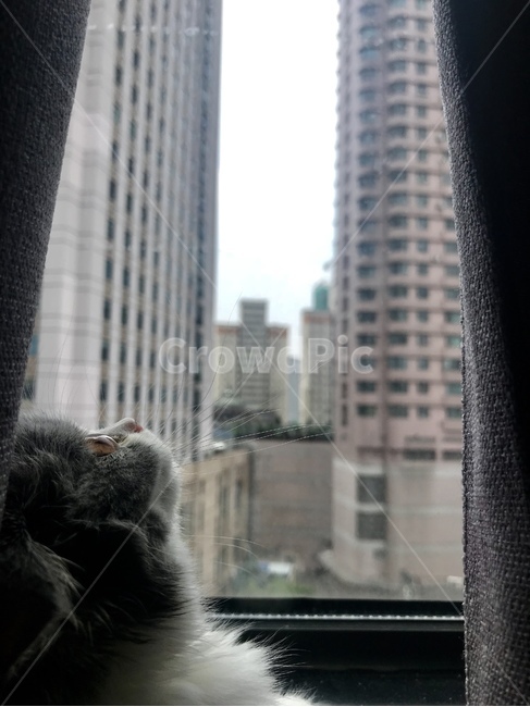 고양이,반려동물,애완동물,동물,cat,kitty,브리티쉬숏헤어,동물,animal,포유류,mammal,고양이,cat,kitten,kitty