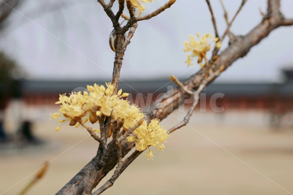 광화문,노란색,노란꽃,꽃,봄,생명,지영재,식물,자연,plants,nature,꽃,flower