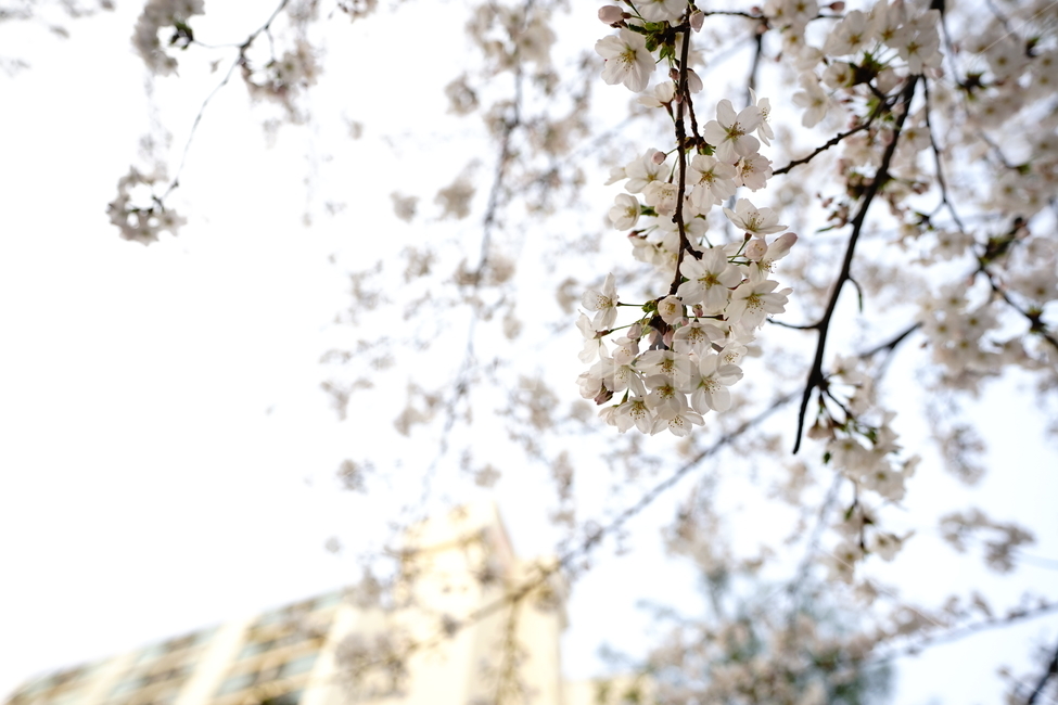 봄,봄꽃,벚꽃,식물,플라워,꽃,감성사진,생명,자연,꽃사진,봄,계절,spring,season,식물,자연,plants,nature,꽃,flower,plant