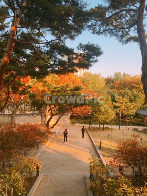덕수궁,단풍,덕수궁단풍,korea,가을