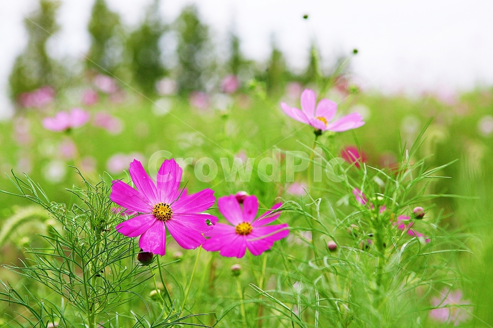 코스모스,꽃,꽃잎,들꽃,식물,가을꽃,가을,공원,자연,식물,자연,plants,nature,꽃,flower