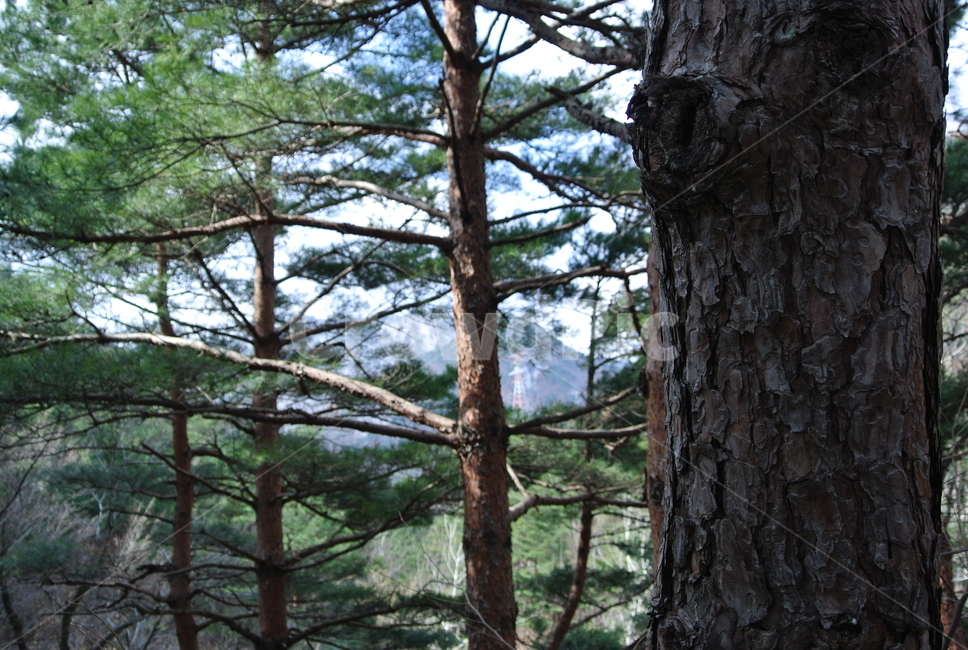 나무,숲,산,소나무,겨울산,평화,수목원,강릉수목원,강원도,한국의산,식물,자연,plants,nature,나무,trees,wood