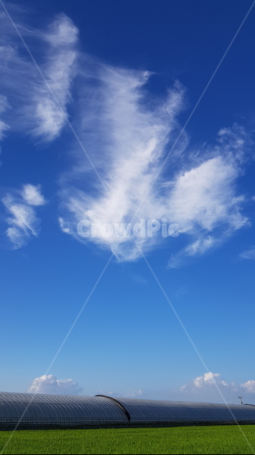 논,파란하늘,구름,푸른하늘,nature