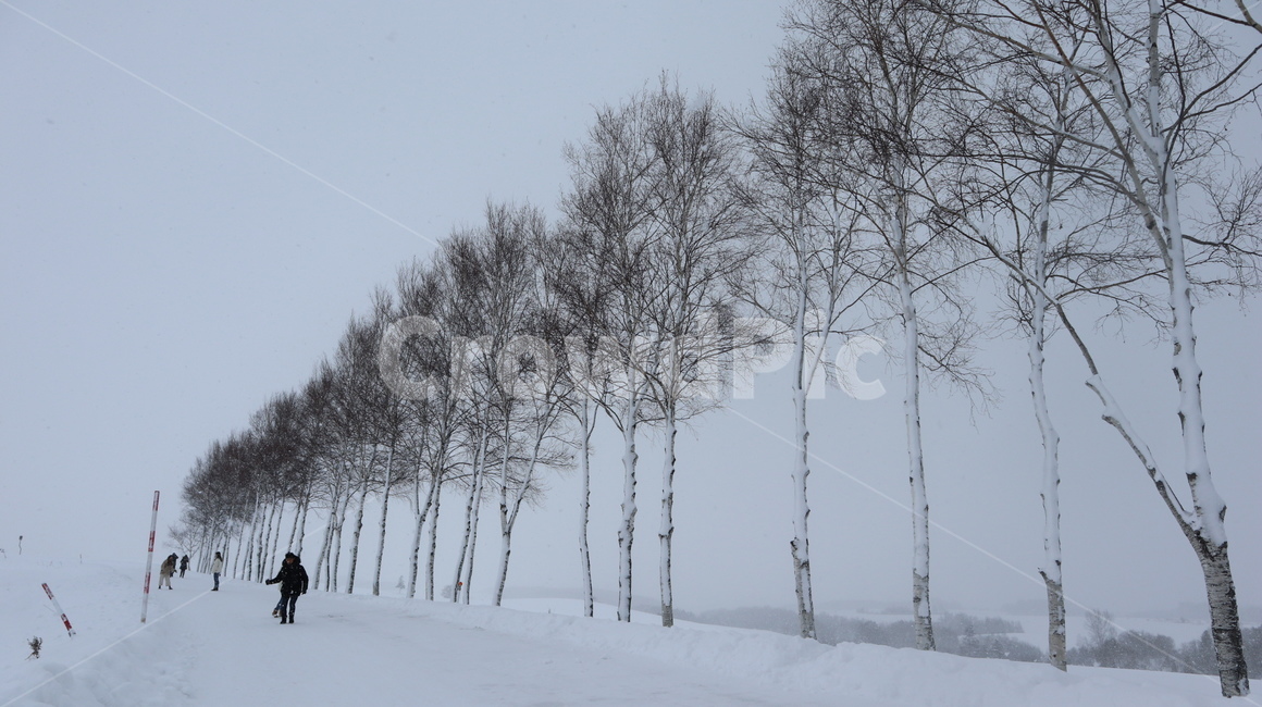 outdoors,옥외,winter,snow,눈,nature,나무,설경,자작나무,겨울,겨울,계절,winter,season,자연,풍경,nature,landscape