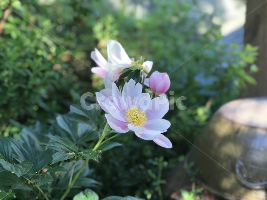 다알리아,개화,정원,항아리,꽃봉오리,꽃,만개