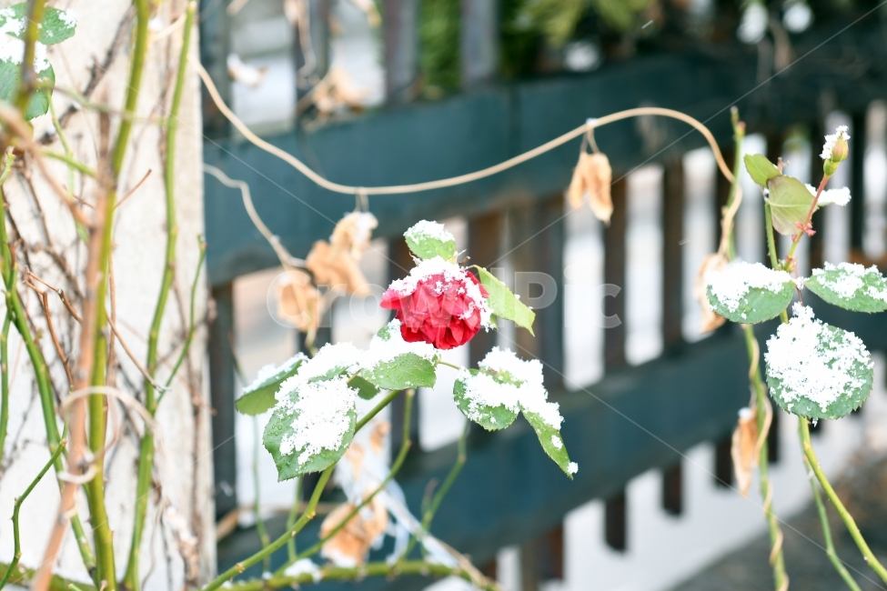 첫눈,눈,겨울,못다핀꽃,과일,가을끝,풍경,장미,겨울,계절,winter,season,식물,자연,plants,nature,꽃,flower