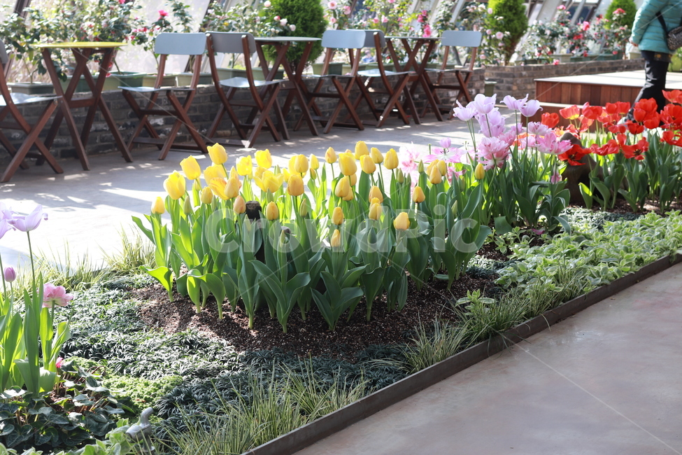 튤립,화원,정원,꽃,온실,풍경,카페,꽃,flower