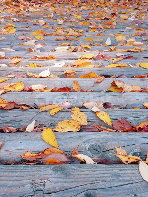 가을,단풍,낙엽,나무,숲,자연,산,등산,나뭇잎,나들이,소풍,길,nature,autumn,가을,계절,fall,autumn,season,leaf,잎,plant,식물,tree