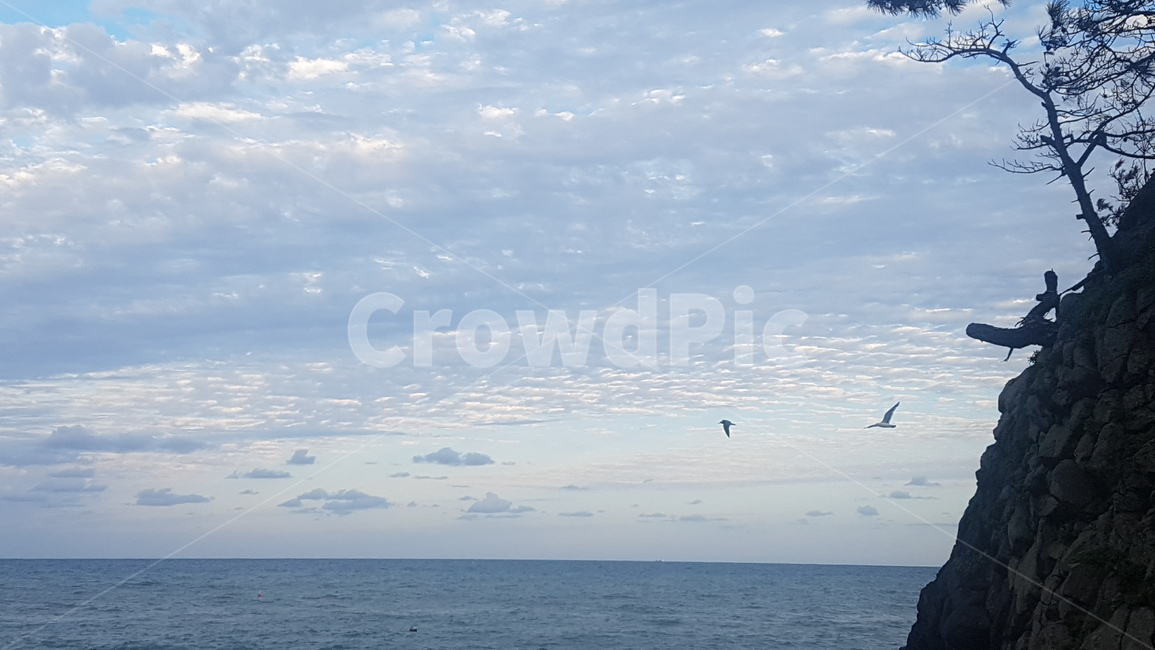 바다,절벽,갈매기,날다,나무,가지,구름의종류,하늘,한쌍,nature,aseamew,cloud,지평선,잔잔한,아침,자연,풍경,자연,풍경,nature,landscape,adventure,모험,leisure activities,레저 활동,gliding,활공