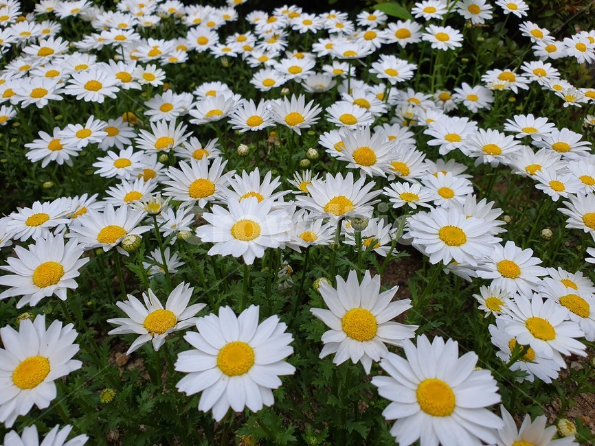 꽃,흰꽃,흰색꽃,노랑색꽃,노란꽃,하양색,흰색,노랑색,노란색