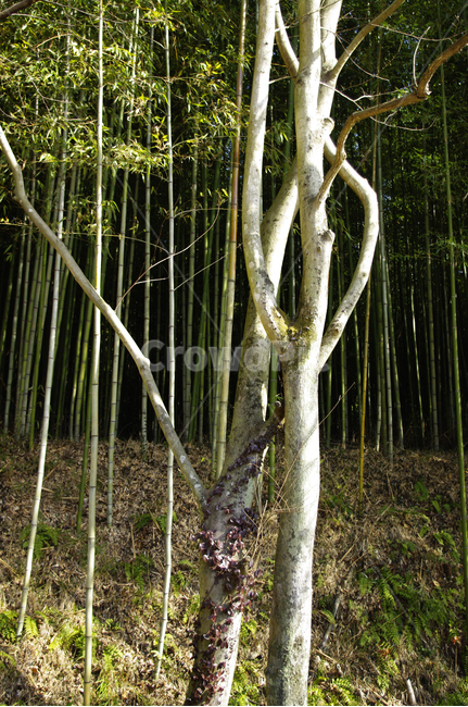 나무,대나무,빛,숲,plant,식물,자연,plants,nature,나무,trees,wood