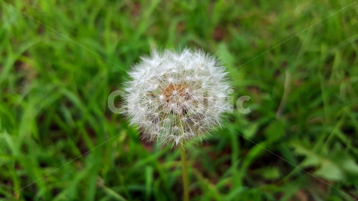 민들레,봄,솜털,식물,씨,자연,계절,가련,감성,풍경,봄풍경,따스함,식물,자연,plants,nature